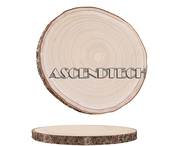 Natural Paulownia Wood Slices P20240813 Natural Paulownia Wood Slices P20240813